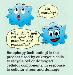 Autophagy