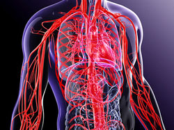 Blood Vessels