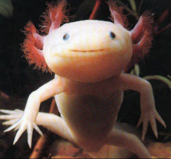 Mexican Salamander