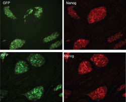 Nanog Gene