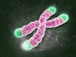 Telomeres on Ends of DNA