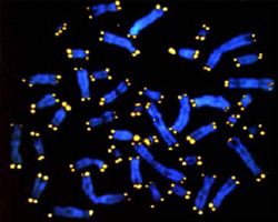 Telomeres