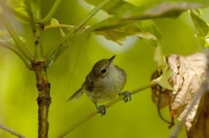 seychelles-warbler