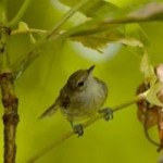 seychelles-warbler