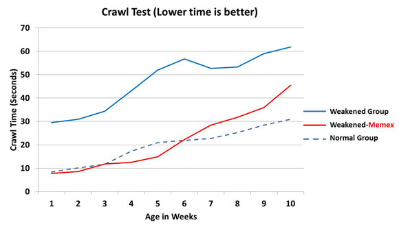 Drosophila Crawl Test with Memex 100