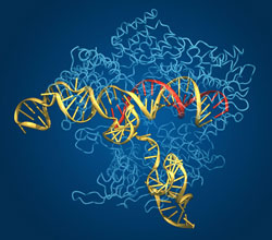 Stem Cell Gene Activation