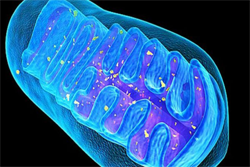 Mitochondria