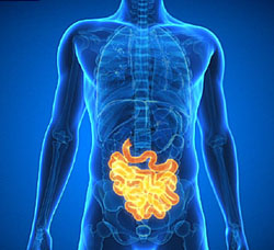 Intestinal Function