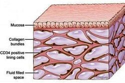 New Human Organ