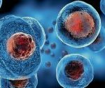 Stem Cells