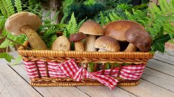 mushrooms-2678385_640