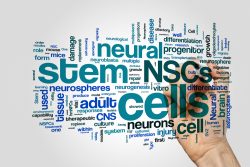 neural cells