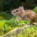 mouse