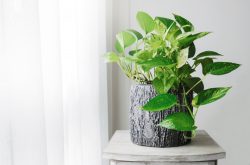 pothos ivy