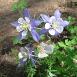 COLUMBINES