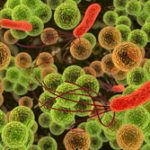 colon-bacteria