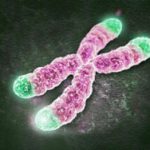 telomeres-dna