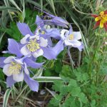 Columbine Front Yard June 2021 s